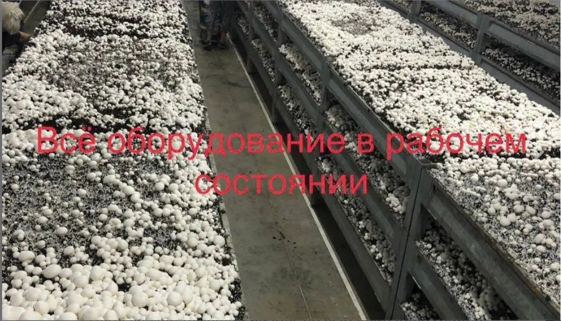Изображение услуги Продаю действующий бизнес по выращиванию грибов шампиньонов и вешенки от компании OOO ЭКОНАМ