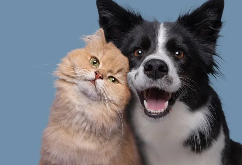 Действующий интернет-магазин зоотоваров